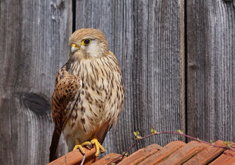 Common kestrel