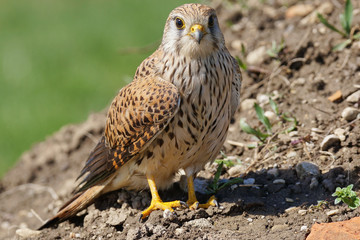 common kestrel
