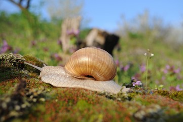 Snail riding on moss in garden in spring