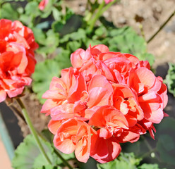 red geranium in a flower pot