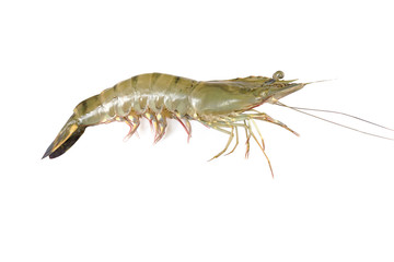 shrimp isolated