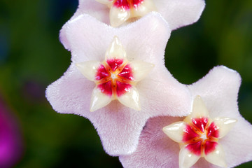 hoja - białe kwiatki