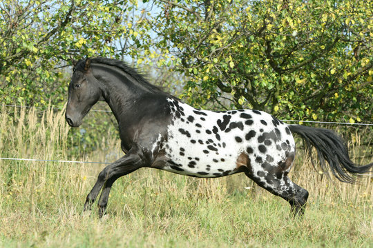 Appaloosa Horse Images – Browse 3,726 Stock Photos, Vectors, and Video