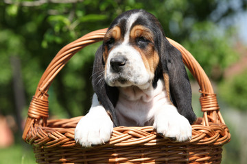 Adorable puppy of basset hound in a basket - obrazy, fototapety, plakaty