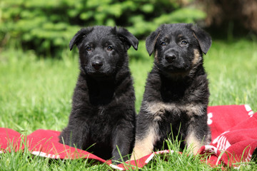 Two german shepherd puppies sitting side by side