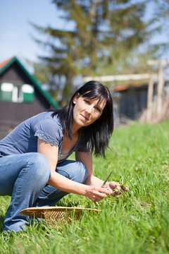 Frau sammelt Kr&auml;uter in der gr&uuml;nen Wiese