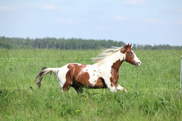 Paint horse stallion running in green grass