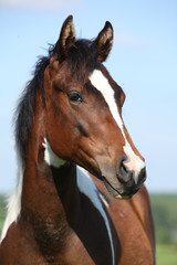 Naklejka premium Portrait of beautiful young paint horse mare