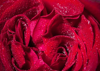 Red rose with waterdrops close up.