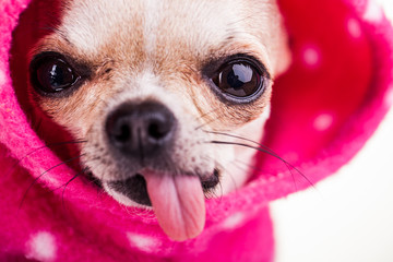 Small dog sparkely eyes
