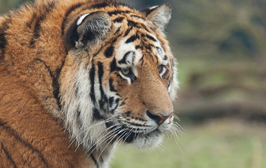 Indian Tiger Portrait 6811