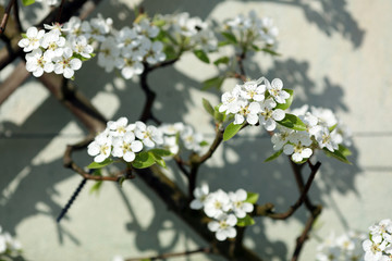 European pear tree, Pyrus communis