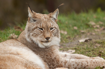 Northern Lynx 6854