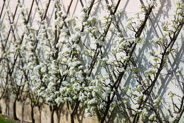 European pear tree, Pyrus communis