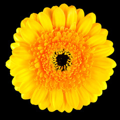 Perfect Yellow Gerbera Flower Macro Isolated on Black
