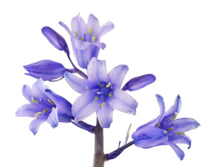 Cute Blue Bells Flower Isolated on White