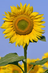 Closeup single sunflower (Helianthus annuus)