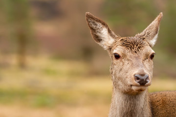 Reindeer