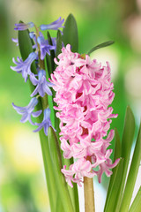 Obraz premium Beautiful hyacinths, on bright background