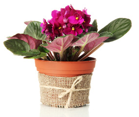 Bright saintpaulia in flowerpot, isolated on white