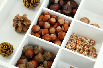 Assortment of nuts,chestnut, pinecone and acorn in white wooden