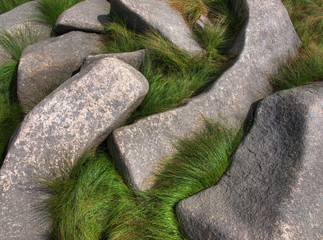 Gras zwischen Felsen