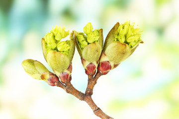 Blossoming buds on tree on bright background