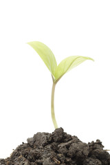 small tree close-up isolated on white background