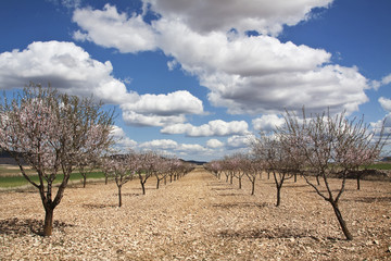 Pathway with cherry tree in a blue sky