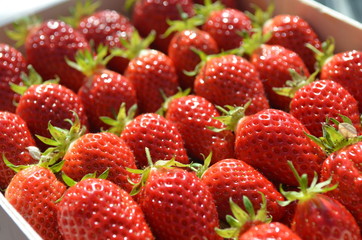Fraises guariguettes