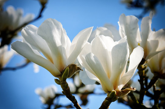 Fototapeta White magnolia flowers
