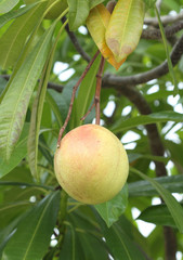 Cerbera oddloam fruit on tree