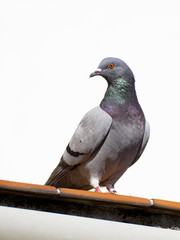 pigeon