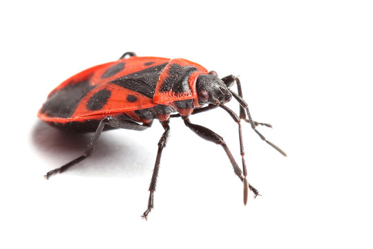 Firebug ( Pyrrhocoris apterus) isolated on white
