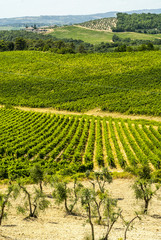 Fototapeta na wymiar Tuscany - Chianti vineyards and olive trees,