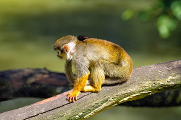 Squirrel monkey sitting on a tree branch