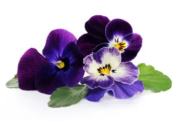 Peel and stick wall murals Pansies pansies close up