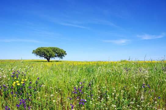 Oak Tree At Flowery Field