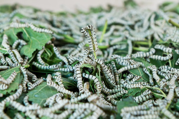 silkworm