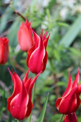 Tulipe rouge