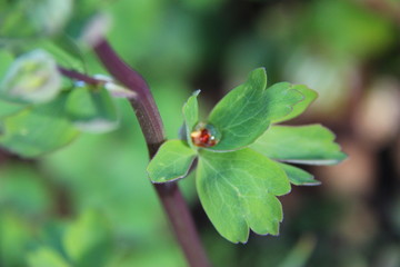 Feuille de clochette