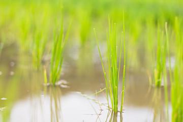 Fototapeta na wymiar rice sprout