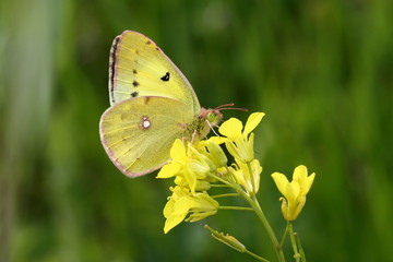 モンキチョウと菜の花