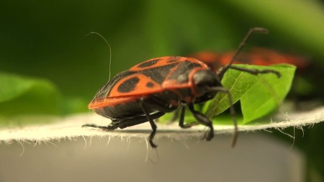 Firebug macro