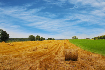 Fototapeta premium agriculture summer landscape, field wheat