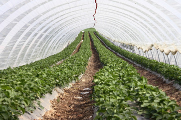 Strawberry culture in green house-modern agriculture