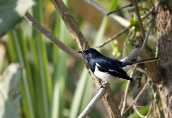 Oriental Magpie-Robin
