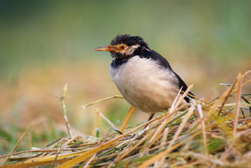 Asian Pied Starling