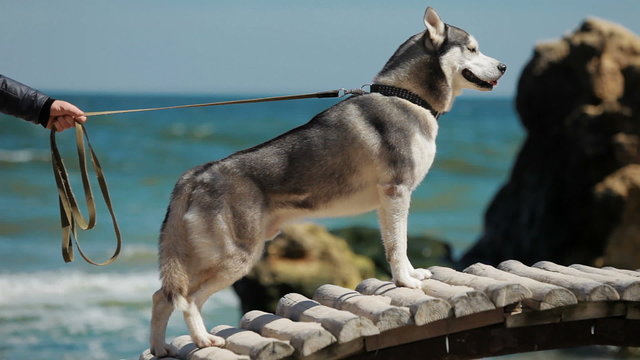 Husky dog ​​breed standing on a bridge, then goes ahead