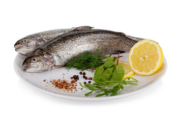 Rainbow trout isolated on white background